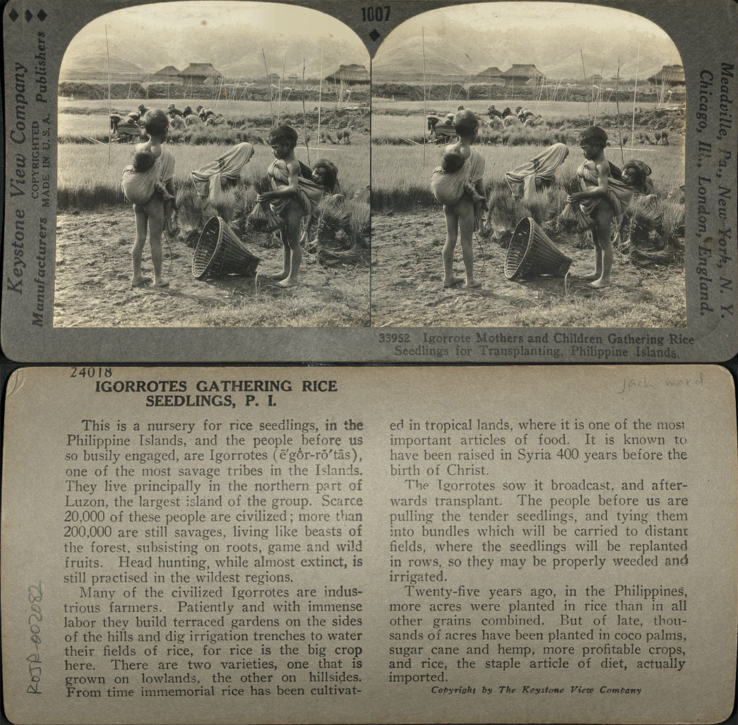 Igorrote [Igorot] Mothers and Children Gathering Rice Seedlings for Transplanting, Philippine Islands.